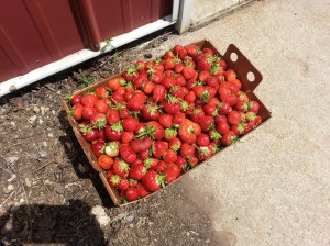 Beautiful, ripe, berries