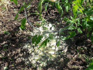 Whole grain corn meal around base of tomato plant 