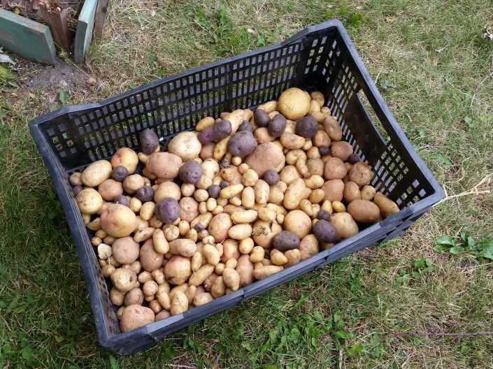 potato-harvest